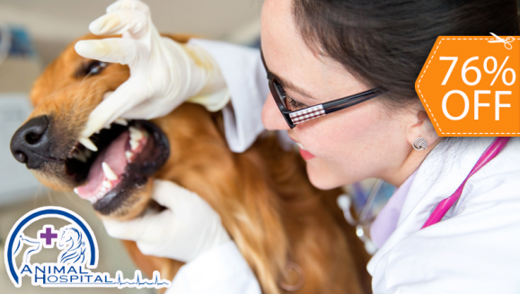 [Imagen:¡Paga $25 en vez de $103 por Limpieza Dental para Mascota + Electrocardiograma + Consulta Veterinaria General + Grooming Completo en Animal Hospital!]