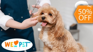 [Image: Grooming para Tu Mascota: Baño + Corte + Limpieza de Oídos y Másm]