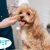 [Image: ¡Paga $12.50 en Lugar de $25 Por Grooming para Mascota: Baño a Elección + Secado + Corte y Cepillado de Pelo + Corte y Limado de Uñas + Limpieza de Oídos + Limpieza de Glándulas Anales + Revisión Física + 15% de Descuento en Vacunación y Más!m]