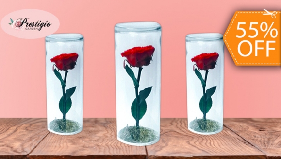 [Imagen:¡Paga $18 en Lugar de $40 por Delicado Arreglo de 1 Rosa Preservada con Tallo (20 cm de Alto) en Cápsula de Cristal!]