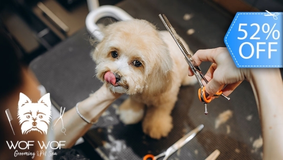 [Image: ¡Paga Q89 en Lugar de Q185 por Grooming Completo para Tu Mascota: Corte de Pelo + Baño + Cepillado de Dientes + Secado + Humectación de Huellitas y Nariz + Corte de Uñas + Moño o Piedritas Decorativas + Pipeta antipulgas o Desparasitante y Más!m]