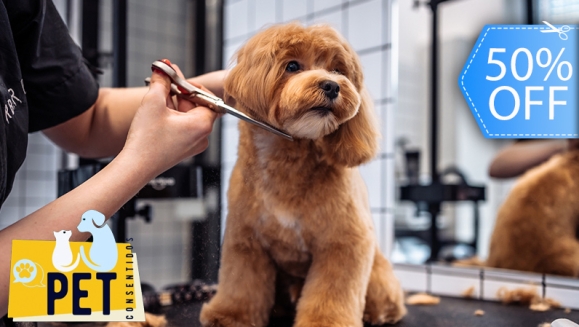 [Image: ¡Paga Q85 en Lugar de Q170 por Grooming Completo para Tu Mascota, Aplica a: Perros, Gatos, Conejos o Hámsters + 30% de descuento en Consulta Veterinaria ¡Aplica tamaño Pequeño y Mediano!m]